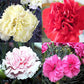 Myseedsco Big Pack - Clove Carnation Seed (5,000 Seeds) - Dianthus Caryophyllus Chabaud Mix - Edible Flower Seeds (Big Pack - Cl