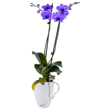 DecoBlooms Premium Purple Orchid Live Indoor Plant - 5 inch Blooms, Modern Pot Included, Gift Fresh Flowering Home Decor for Ann