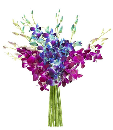 KaBloom Flowers -Valentine's Day Collection - 10 Blue and 10 Purple Orchid without vase, Gift for Birthday, Sympathy, Anniversar