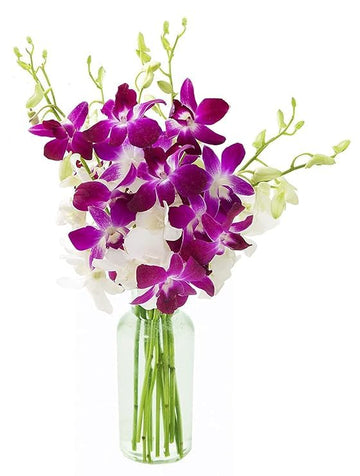 KaBloom Flowers - Mother's Day Collection - 10 Purple and 10 White Orchid with vase, Gift for Birthday, Sympathy, Anniversary, G