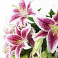 KaBloom PRIME NEXT DAY DELIVERY - Fall Collection - Barbie Pink Lily: Bouquet of 5 Fresh Pink Stargazer Lily . Gift for Birthday