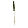 Vickerman 42-46 Basil Cierus Stem. Includes 3 Stems per Pack, Dried