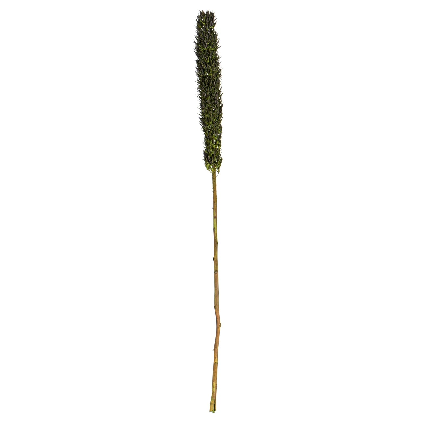 Vickerman 42-46 Basil Cierus Stem. Includes 3 Stems per Pack, Dried