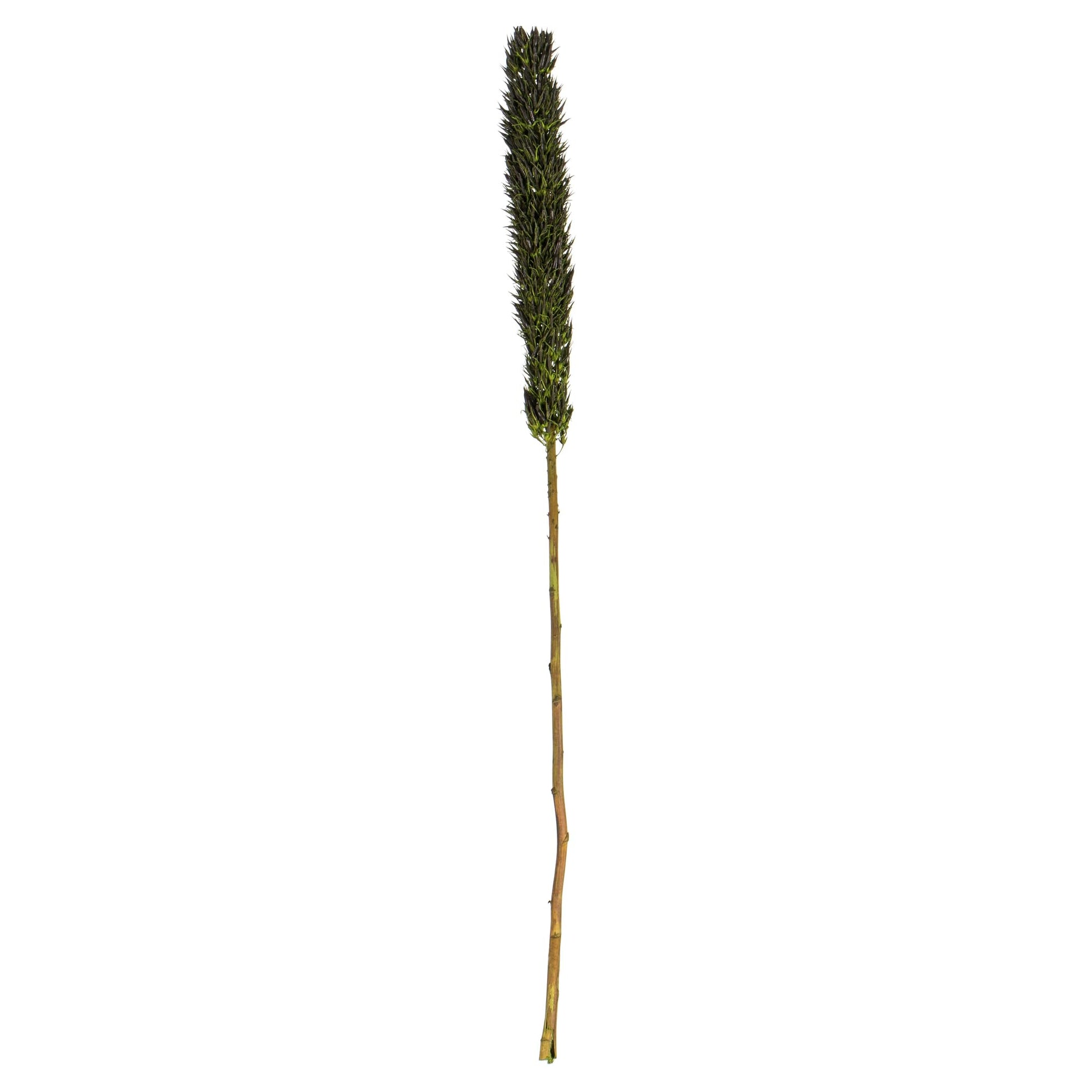 Vickerman 42-46 Basil Cierus Stem. Includes 3 Stems per Pack, Dried