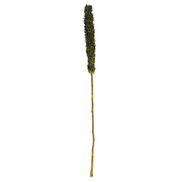 Vickerman 42-46 Basil Cierus Stem. Includes 3 Stems per Pack, Dried