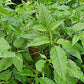 Jamaican Dog Blood Herb (Fertility Bush) Rivina Humilis