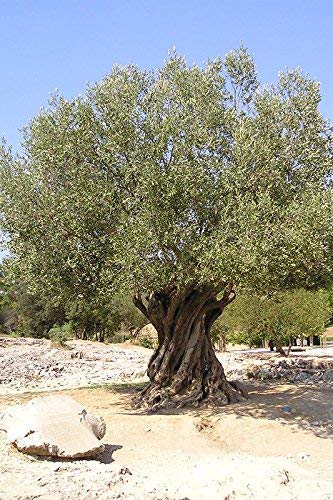 GAEA Snack Olive Grn Chli And Pepp, 2.3 OZ