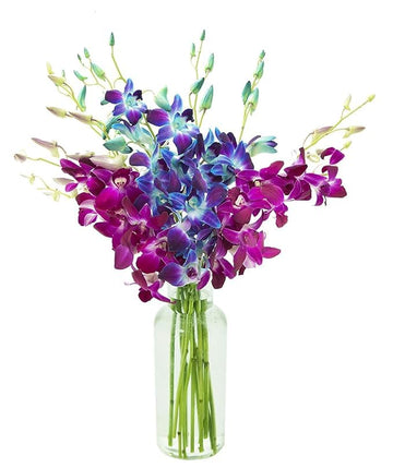 KaBloom Flowers - Mother's Day Collection - 5 Blue and 5 Purple Orchid with vase, Gift for Birthday, Sympathy, Anniversary, Get 