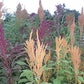 Whole Grain 100% Natural Amaranth Seeds non-GMO RAW (10 LB)