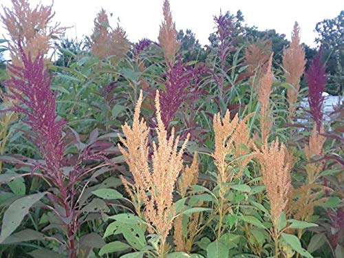 Whole Grain 100% Natural Amaranth Seeds non-GMO RAW (10 LB)