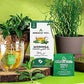 Tree Organic Moringa Superfood Tea - 25 Individually Sealed Bags, Mint Flavor, 6 Count Pack, Vegan, Gluten-Free, Caffeine-Free