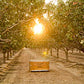 Pistachios Shelled Natural Raw, 30 Lbs. Bulk Case, Kosher (Also Perfect For Making Dubai Chocolate)
