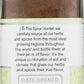 Spice Hunter Ground Allspice, 1.8-Ounce Unit (Pack of 6)