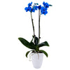 DecoBlooms enhanced Blue Orchid Live Indoor Plant - 5 inch Blooms, Modern Pot Included, Gift Fresh Flowering Home Decor for Anniversary, Birthday, Congratulations, Get Well, Sympathy, Thank You