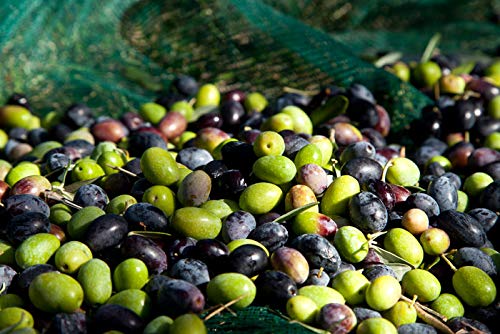 Letizia Sicilian Extra Virgin Olive Oil Dop 500 Ml
