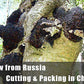 ECO-TASTE Chaga Mushroom Chunks - 100% Wild Harvested Tea Chunks - 8 Ounce Pack
