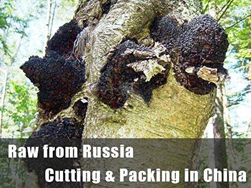ECO-TASTE Chaga Mushroom Chunks - 100% Wild Harvested Tea Chunks - 8 Ounce Pack