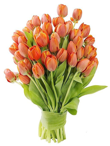 KaBloom Flowers - Mother's Day Collection - PREMIUM 50 Orange Tulips - Wholesale Fresh Flowers I Gift for Birthday, Sympathy, An