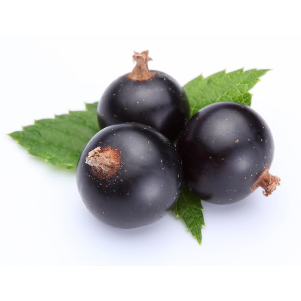 OLIVENATION Pure Blackcurrant Extract, Cassis Flavoring, Non-GMO, Gluten Free, Vegan - 8 Fl Oz - Model ESPSB8