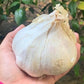Organic Elephant Garlic Fresh Bulbs Seed. 2 pounds.. Gift Health Box with 4 Huge Units of Elephant Garlic.