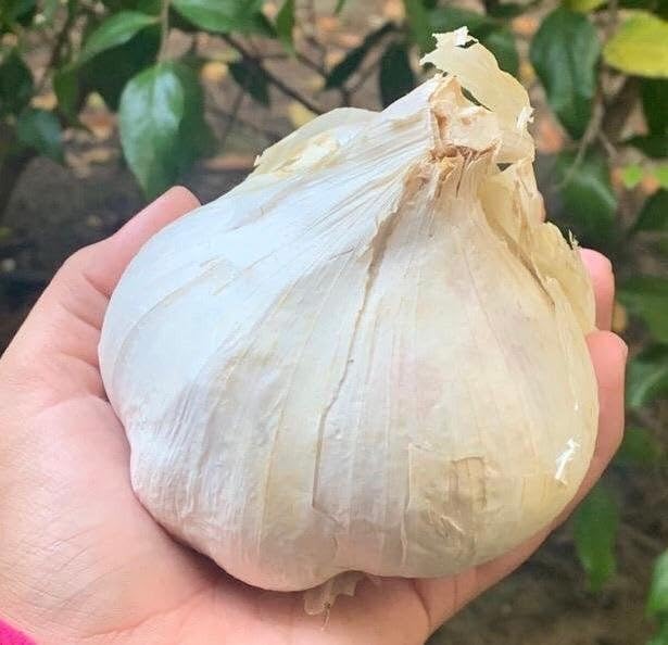 Organic Elephant Garlic Fresh Bulbs Seed. 2 pounds.. Gift Health Box with 4 Huge Units of Elephant Garlic.