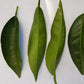 Fresh Orange Leaves - 30 Leaves