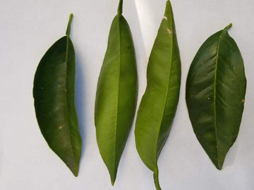 Fresh Orange Leaves - 30 Leaves