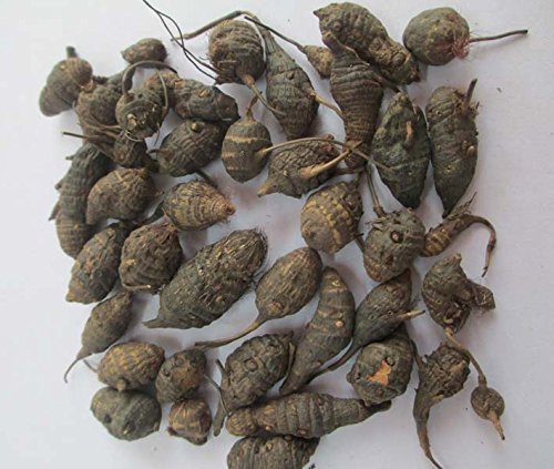Foodherbs Nagarmotha/Koraikilangu/Cyperus Rotundus Powder (200 Gm/0.44 Lbs)