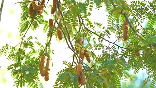 Happy Panda Seedless Tamarind Paste 14Oz X 2 Pack (Imli | Me Chua | Tamarindo)