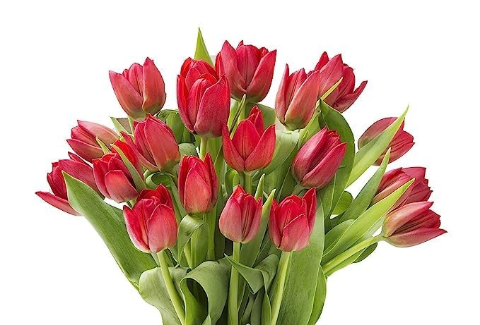 Kabloom Flowers - Bloomia Collection - 15 Red Tulips Without Vase - Gift For Birthday, Sympathy, Anniversary, Get Well, Thank Yo