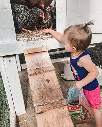 Little Farmer Products Chicken Fun-Doo Non-Gmo, Soy-Free Chicken Treat | Enhanced Poultry Meal Worm, Vegetable & Herb Mix (3 Lbs)