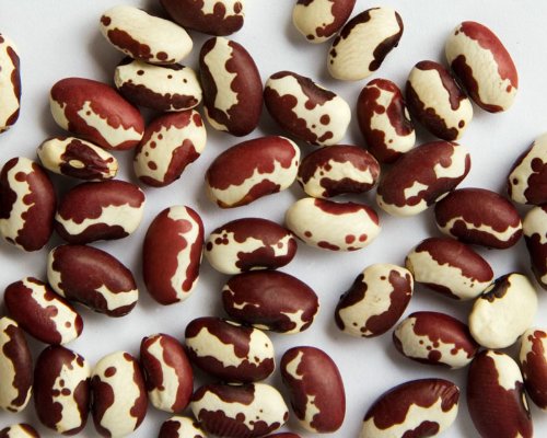 Zursun Heirloom Dry Anasazi Beans 24 Oz Each (2-Pack)