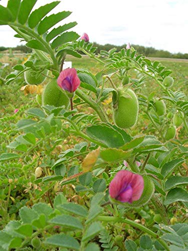 Organic Garbanzo Beans (ChickPeas)-Raw/Non-GMO/Kosher Sproutable Low Sodium Bulk Vegan Dietary Fiber (7 LB)