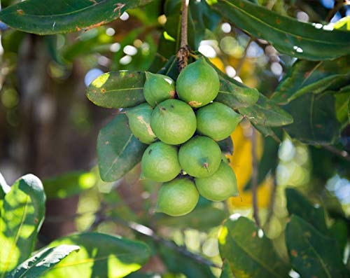 Food to Live Organic Whole Macadamia Nuts, 18 Pounds - Non-GMO, Raw, Shelled, Unsalted, Kosher, Vegan, Bulk. Keto Snack. Buttery