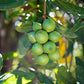 Food to Live Organic Whole Macadamia Nuts  4 Pounds - Non-GMO  Raw  Shelled  Unsalted  Kosher  Vegan  Bulk. Keto Snack. Buttery Flavor. Good Source of Fiber  Healthy Fats. Perfect for Desserts.