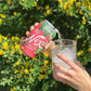 Nixie Sparkling Water Organic Pomegranate Green Tea Sparkling Water, 12 FZ