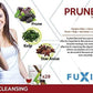 TAIMEI Health Care Products for Health (1 Bag, Prunex 1) Prunex1 promotes an effective cleansing of the digestive system and hel