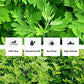 LYCKLIGA Mugwort Leaves Dried Herb Tea 2oz (56g) 100% Natural Artemisia Vulgaris