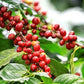 Good Times Coffee Company Green Unroasted Coffee Beans, Ethiopian Yirgacheffe (1 Pound)
