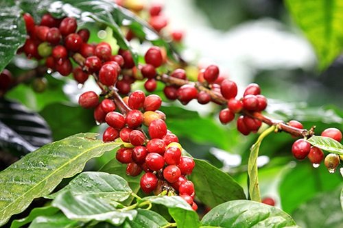 Good Times Coffee Company Green Unroasted Coffee Beans, Ethiopian Yirgacheffe (1 Pound)