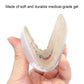 Drfoot Height Increase Insoles, Heel Cushion Inserts, Heel Lift Inserts For Leg Length Discrepancies (Large (1 Height))