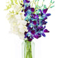 KaBloom Flowers - Mother's Day Collection - 5 Blue and 5 White Orchid with vase, Gift for Birthday, Sympathy, Anniversary, Get W