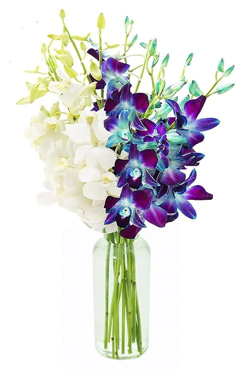 KaBloom Flowers - Mother's Day Collection - 5 Blue and 5 White Orchid with vase, Gift for Birthday, Sympathy, Anniversary, Get W