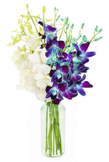 KaBloom Flowers - Mother's Day Collection - 5 Blue and 5 White Orchid with vase, Gift for Birthday, Sympathy, Anniversary, Get W