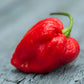 Birch & Meadow Whole Carolina Reaper Peppers, 16 Count, Whole & Dried, Extremely Hot, 1.5 Million Shus