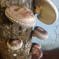 50 Count Shiitake Plug Spawn