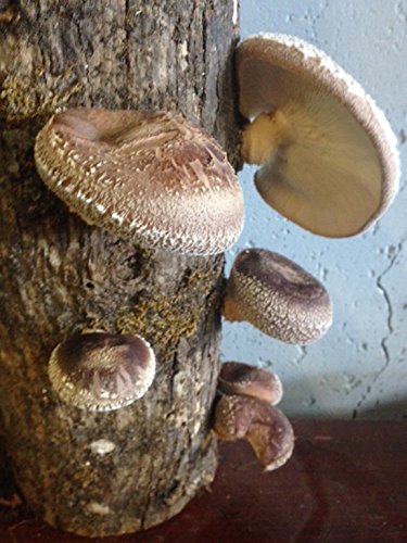 50 Count Shiitake Plug Spawn
