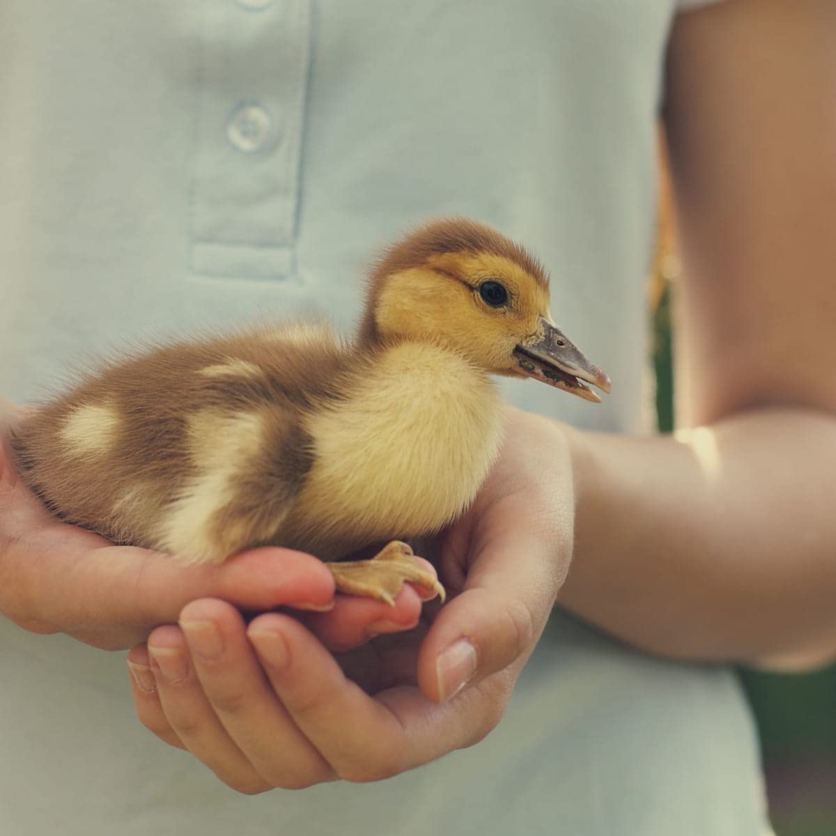 Generic Fertile Duck Hatching Eggs - Barnyard Mix, 5+ Eggs