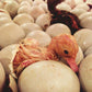 Generic Fertile Duck Hatching Eggs - Barnyard Mix, 5+ Eggs