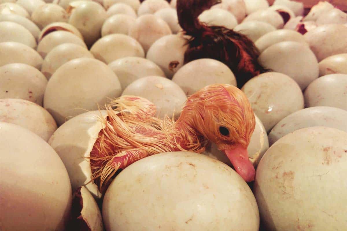Generic Fertile Duck Hatching Eggs - Barnyard Mix, 5+ Eggs